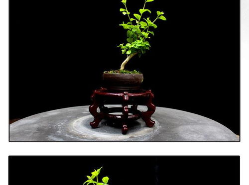 方寸間的詩意與清新 如皋紫薇微型盆景，打造桌面素雅文藝空間