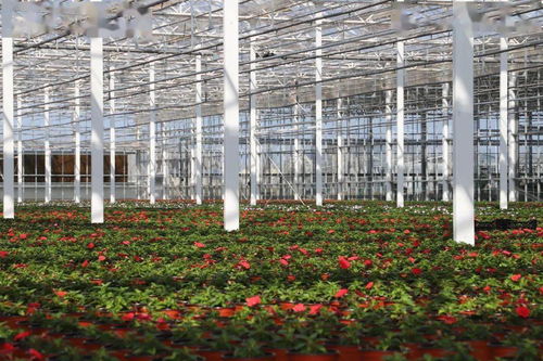 光明超級工廠 花博會背后的“?！睔馀c花卉銷售新篇章